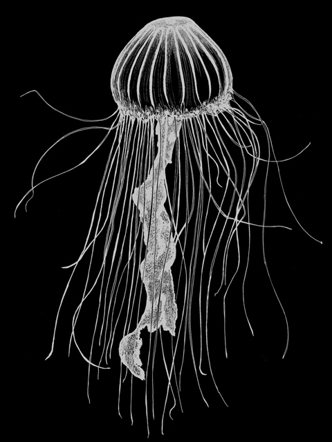 Jellyfish 